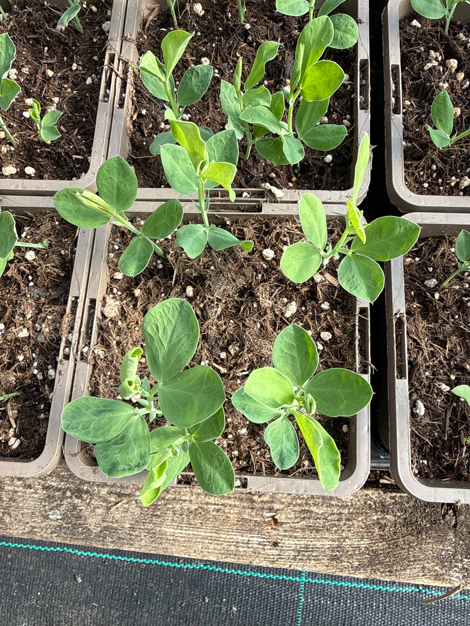 Sweet Pea Plant