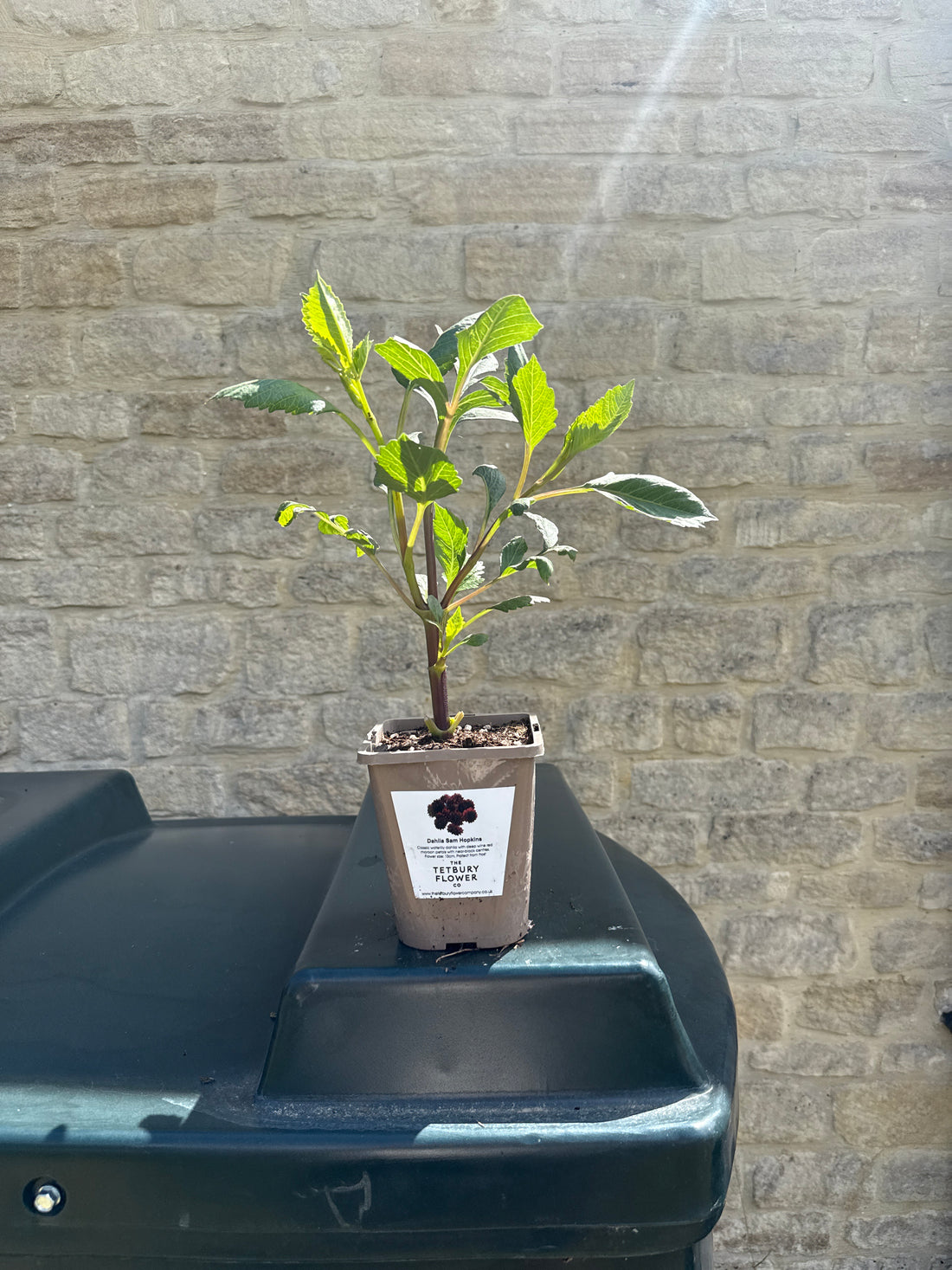 Dahlia 1L Sam Hopkins