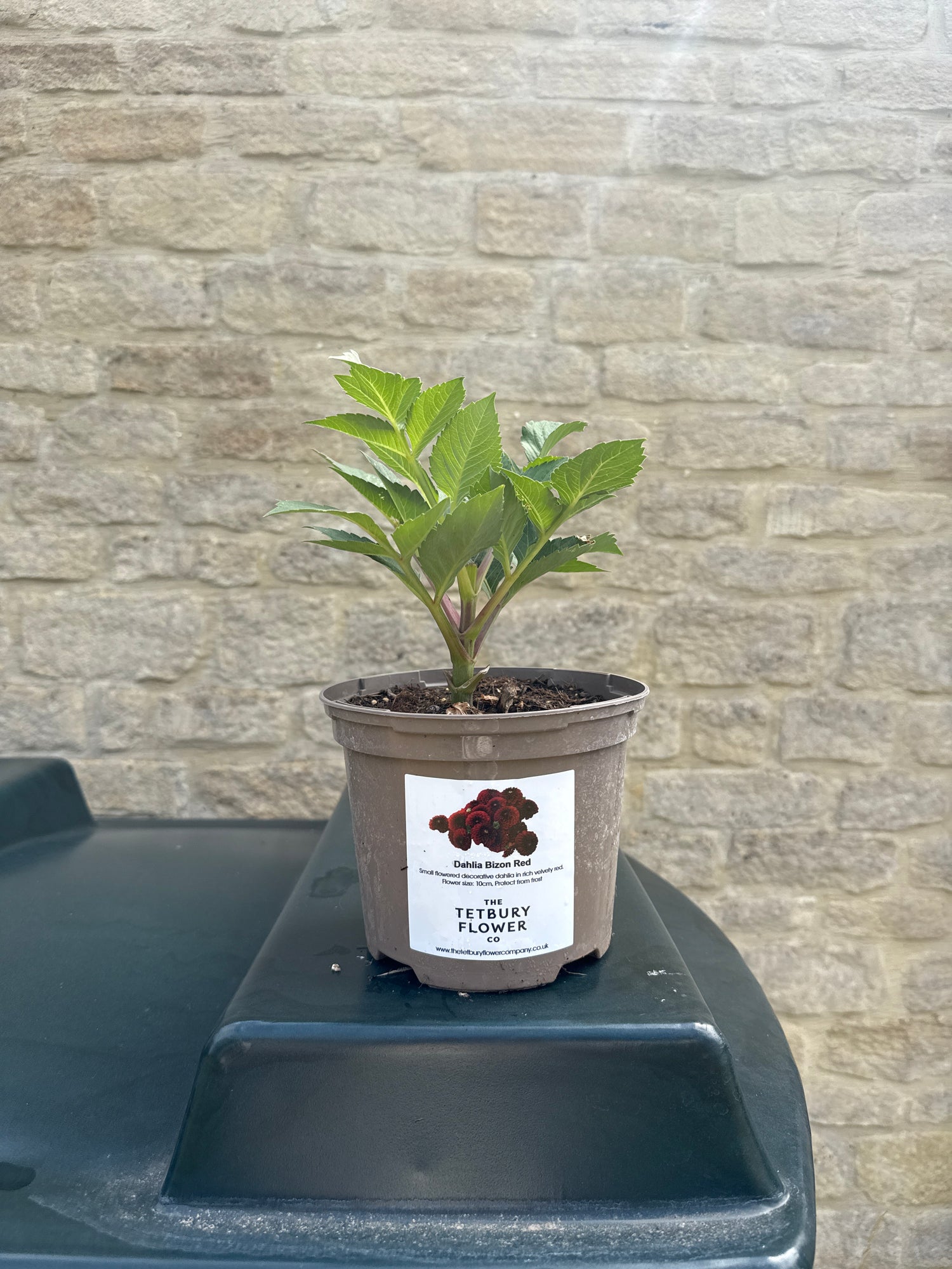 Dahlia 2L Bizon Red