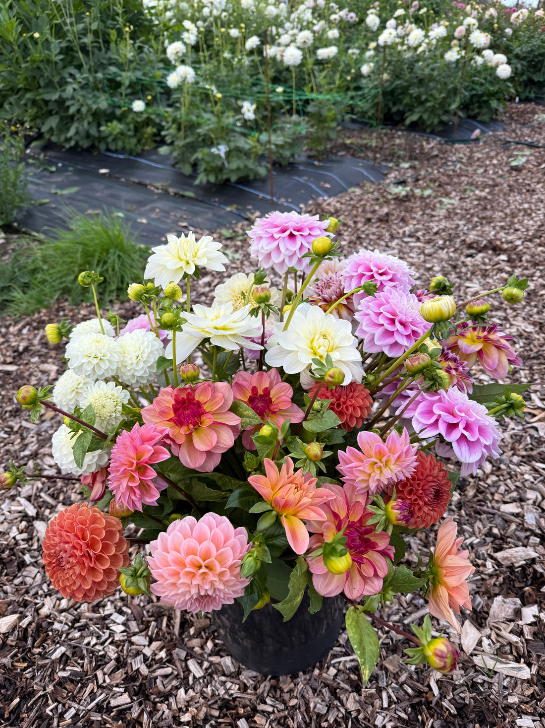 Cut Your Own Flowers - Thursday 11th September
