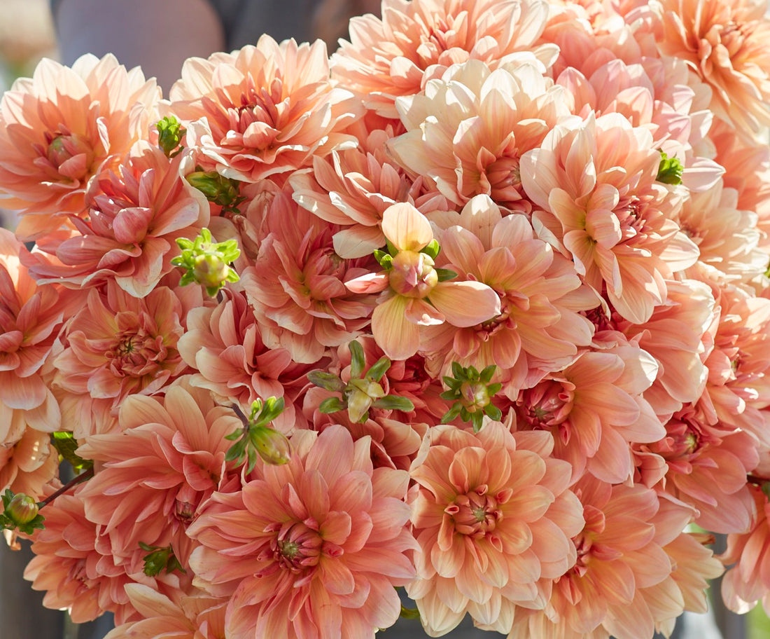 Apricot Desire