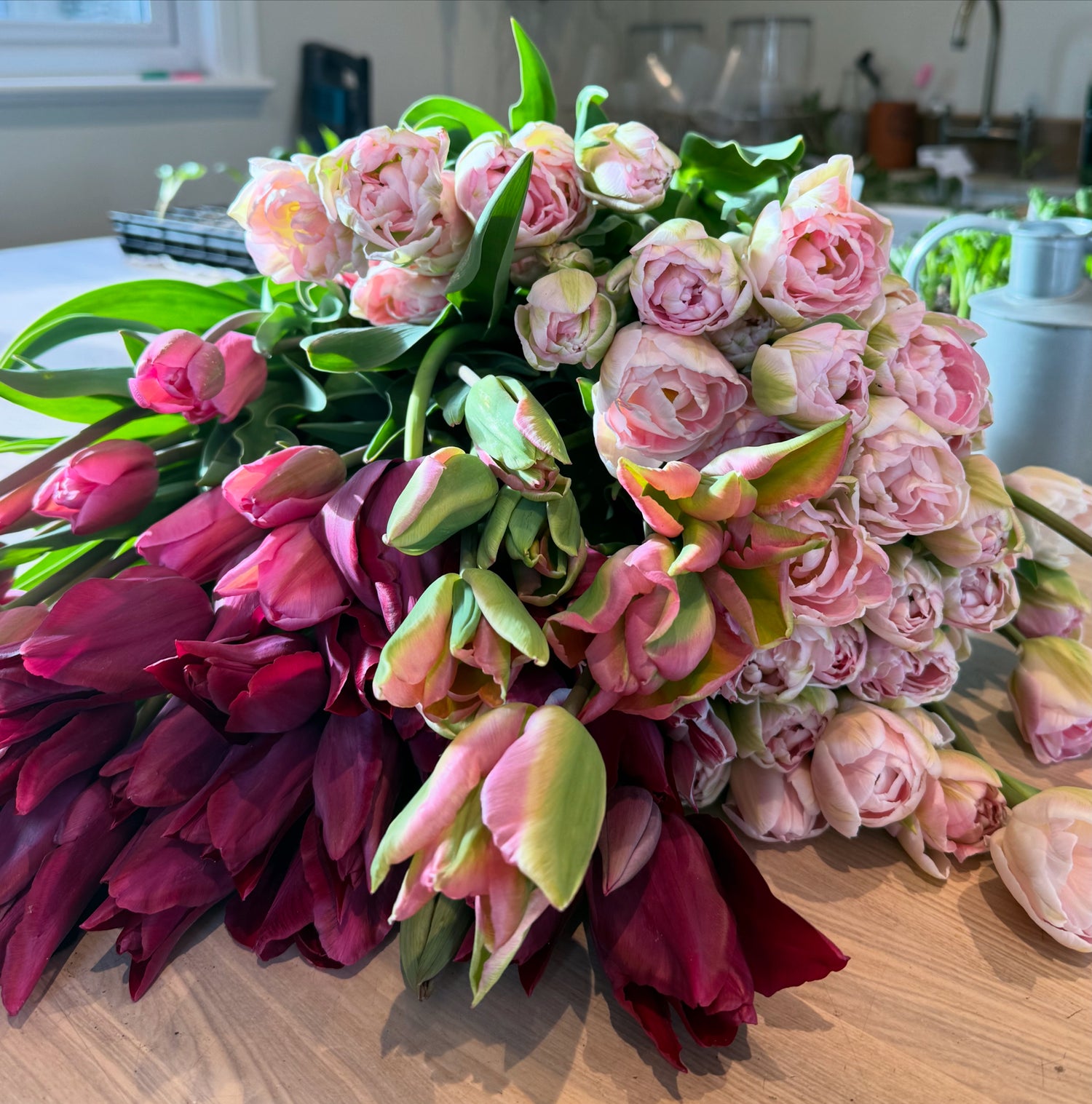 PYO Tulips Friday 17th April