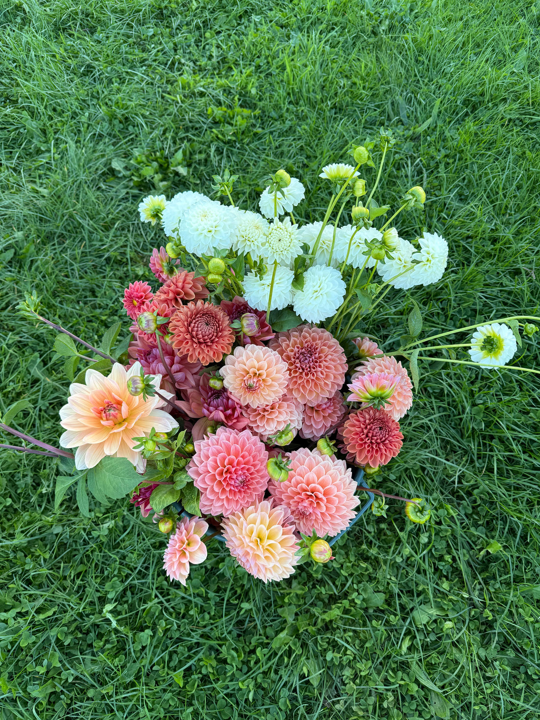 Cut Your Own Flowers - Friday 25th August 2026