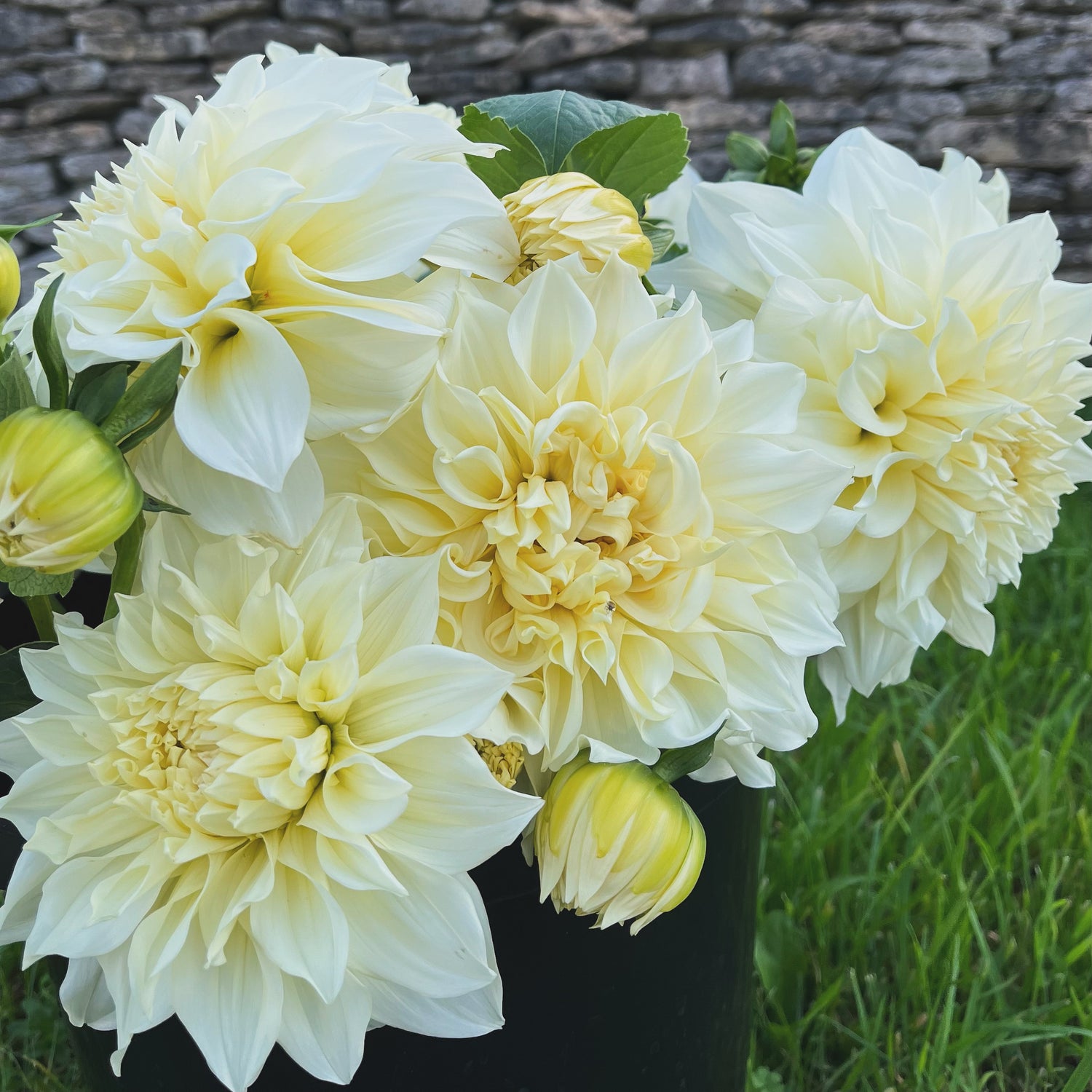 Buy Dahlias by the Stem