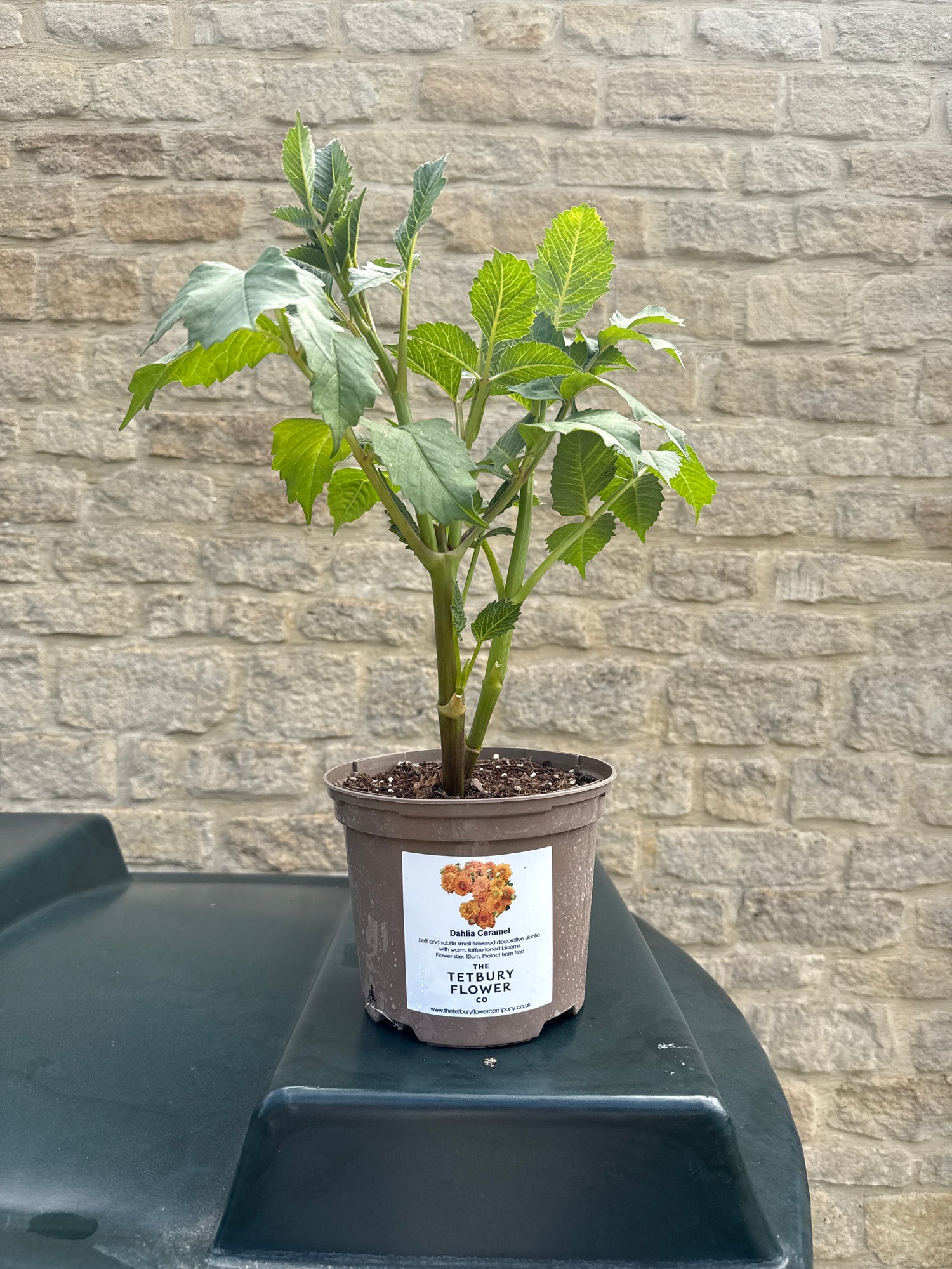 Dahlia 2L Caramel
