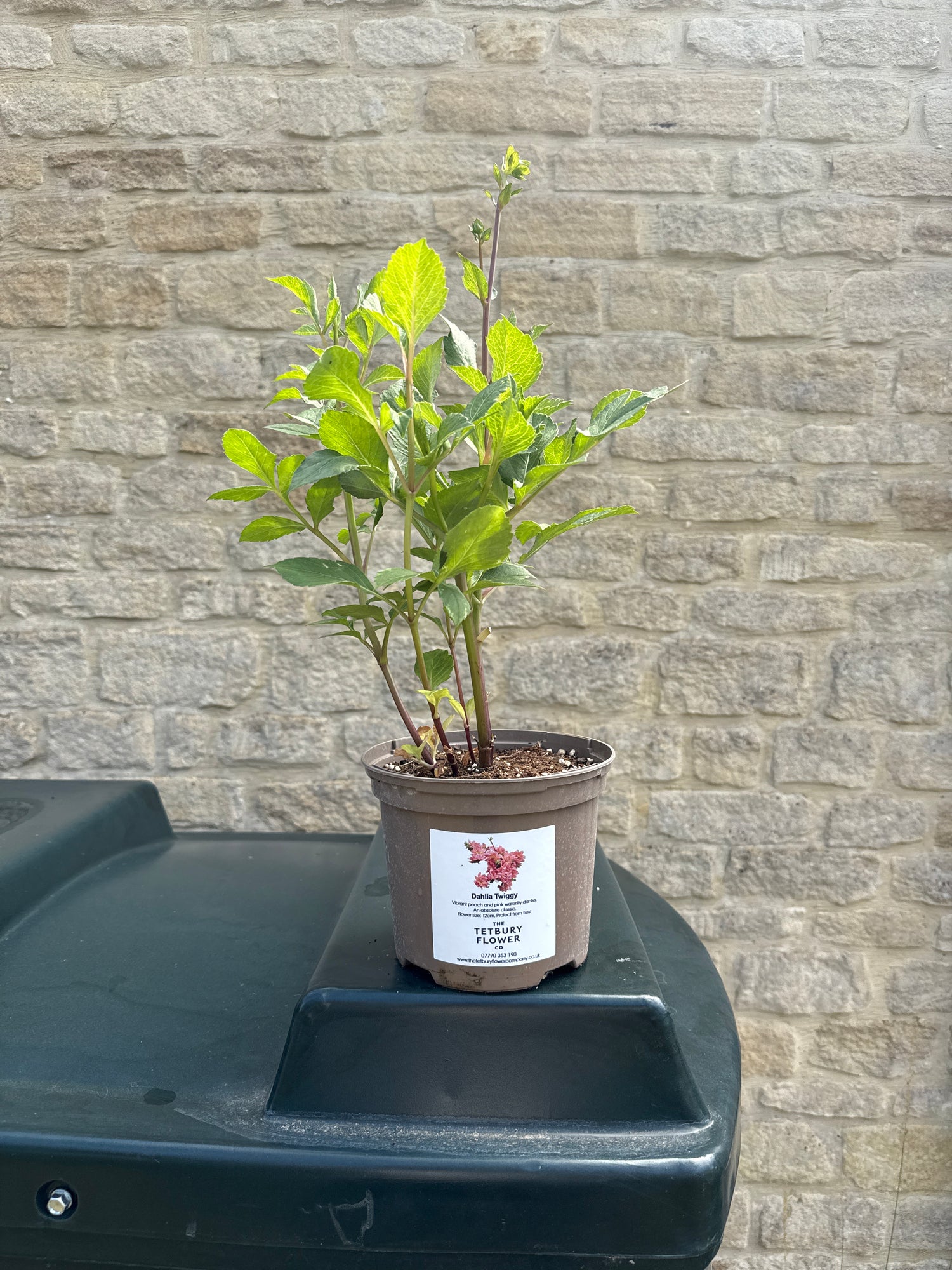 twiggy succulent Dahlia 2L Twiggy – The Tetbury Flower Company