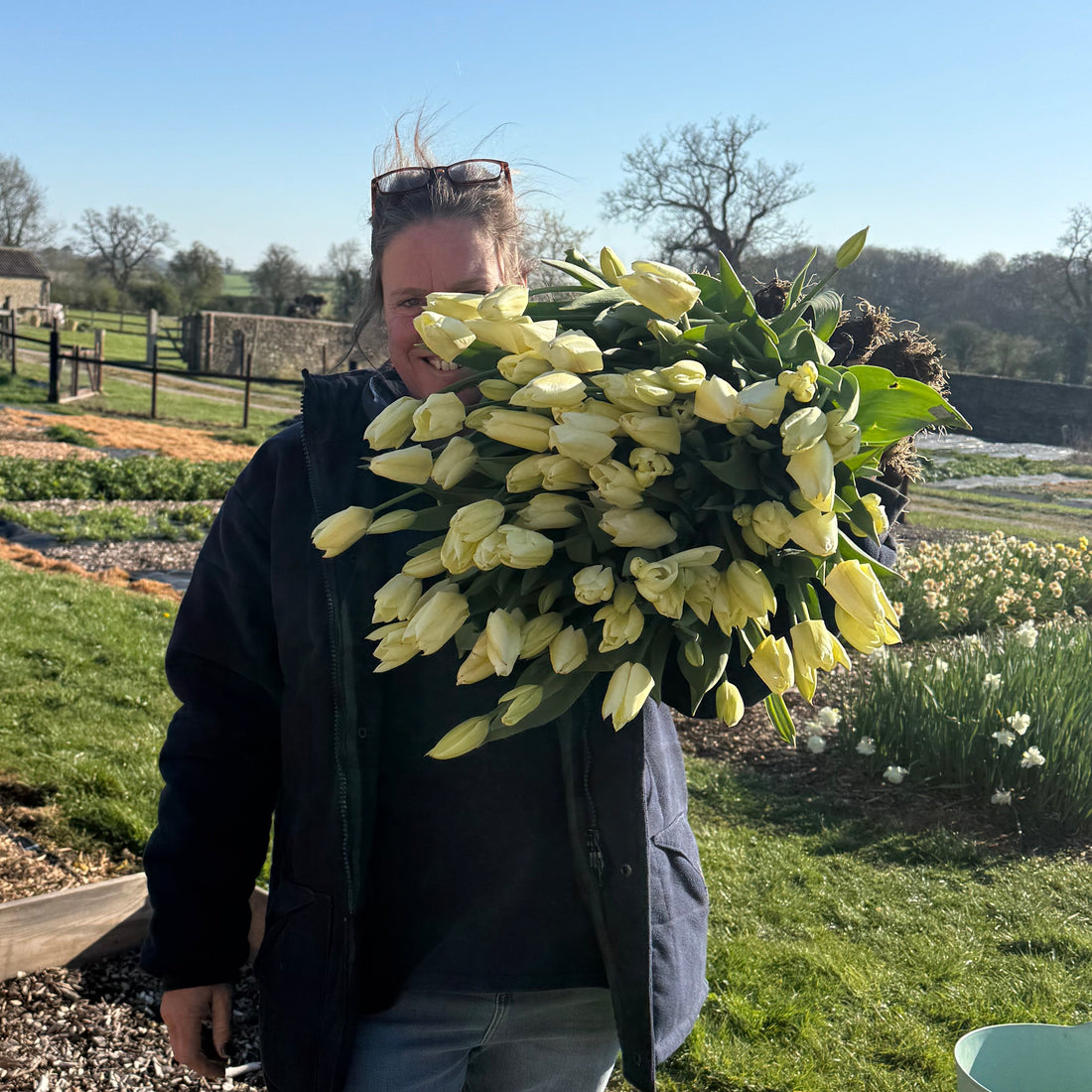 PYO Tulips Thursday 9th April