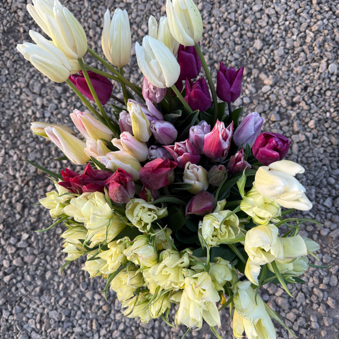 PYO Tulips Tuesday 21st April