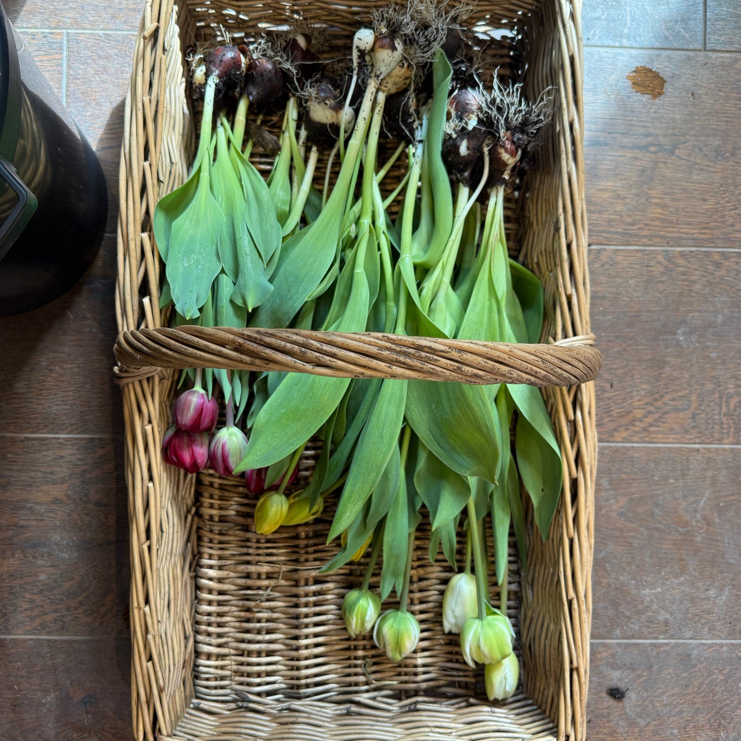 PYO Tulips Good Friday 3rd April