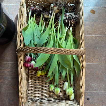 £20 Pick Your Own Tulips Voucher