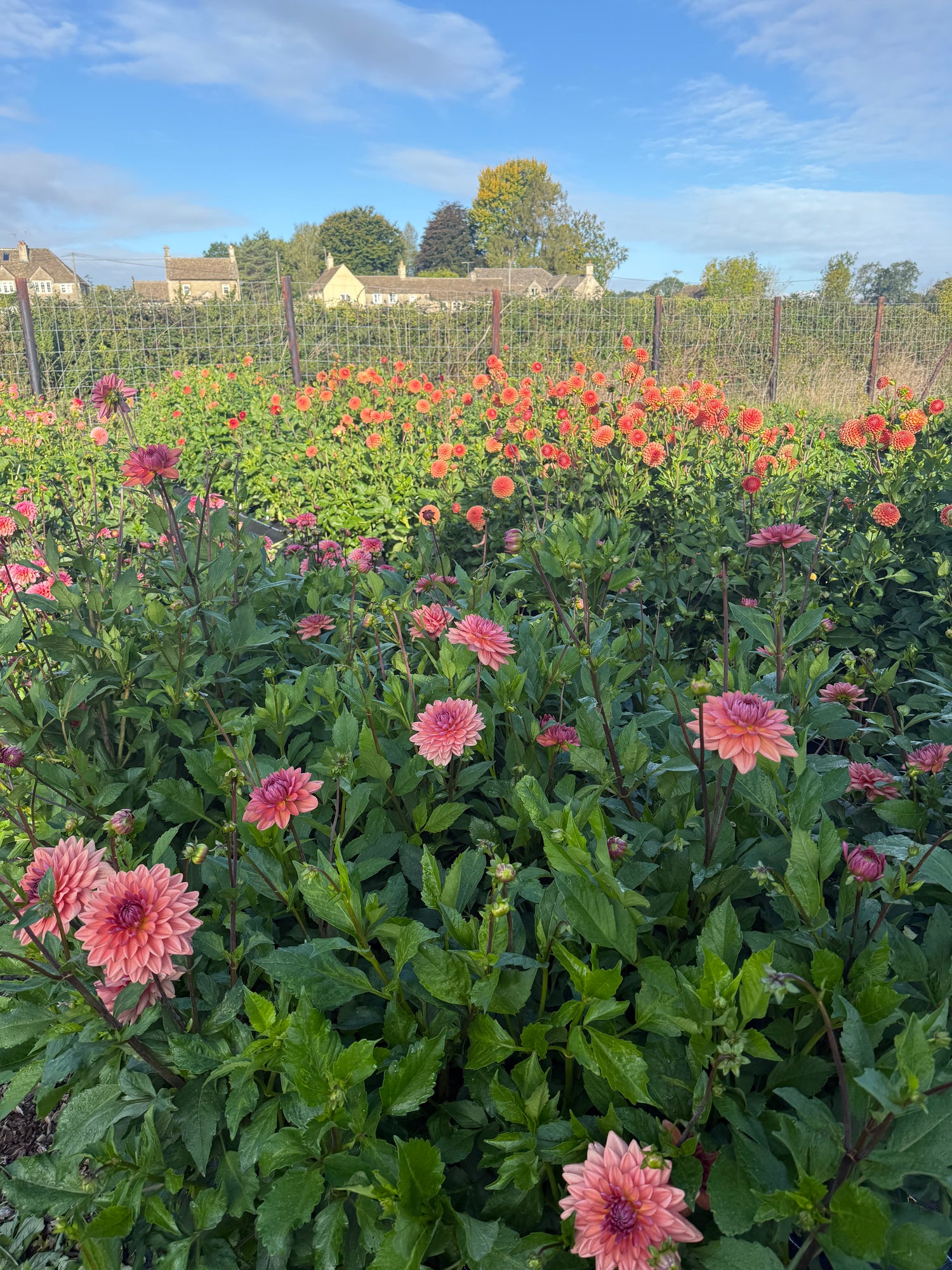 Dahlia Masterclass - Wednesday 15th July