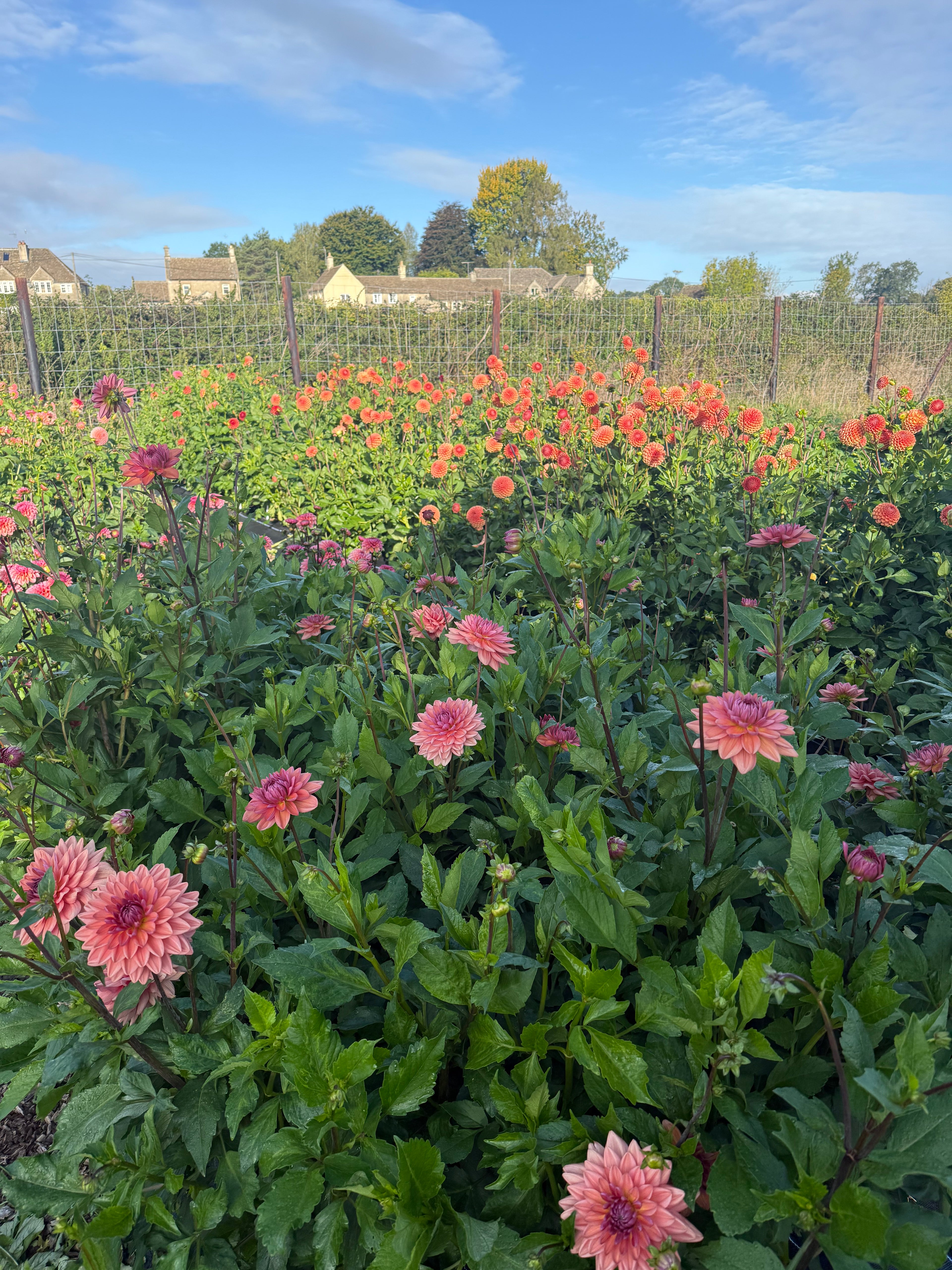 Dahlia Masterclass - Wednesday 15th July