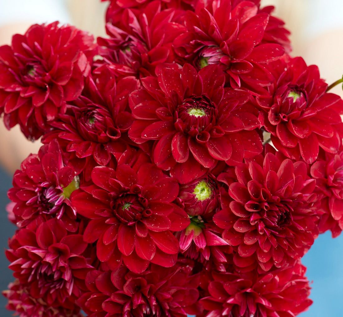 Red Queen