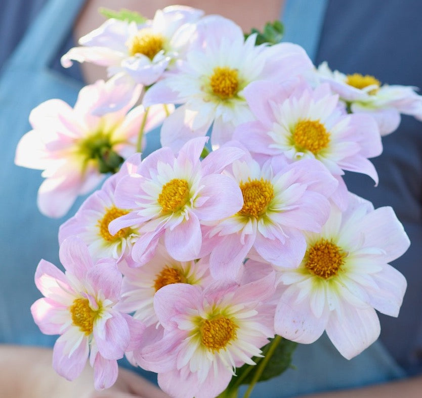 Teesbrook Audrey Seeds - Collarette Dahlia