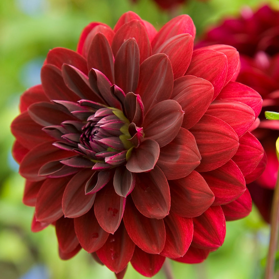 Arabian Night Seeds - Decorative Dahlia