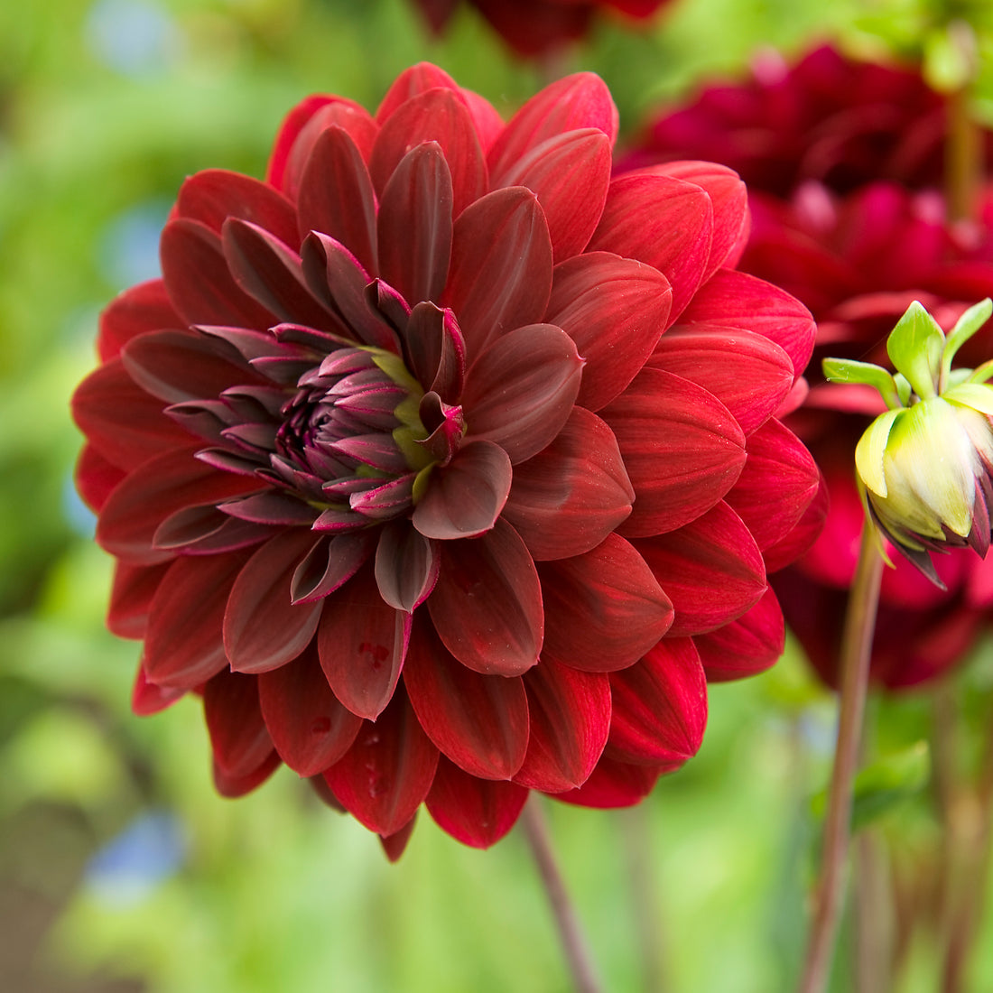 Dahlia 1L Arabian Night