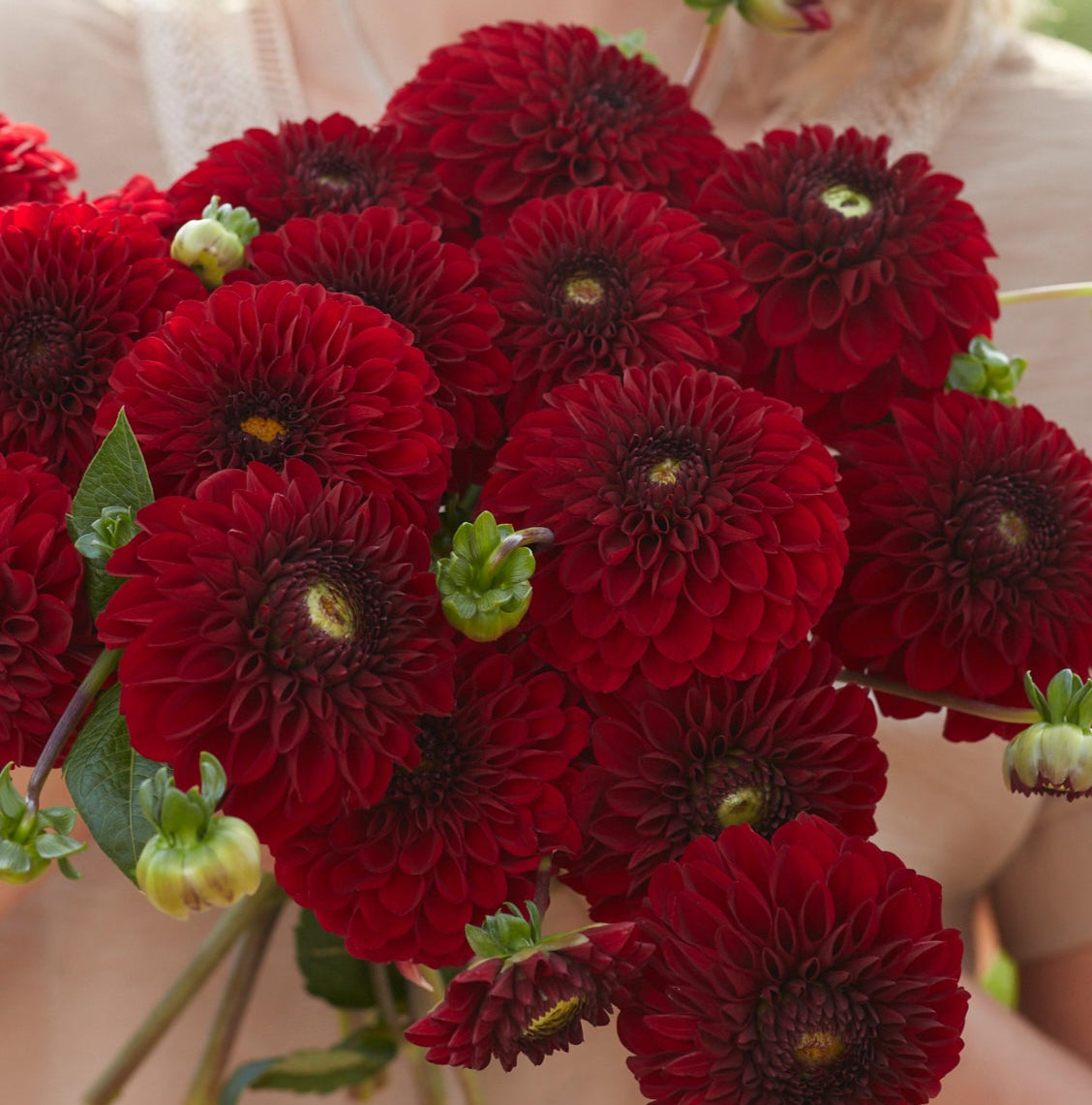 Dahlia 2L Bizon Red