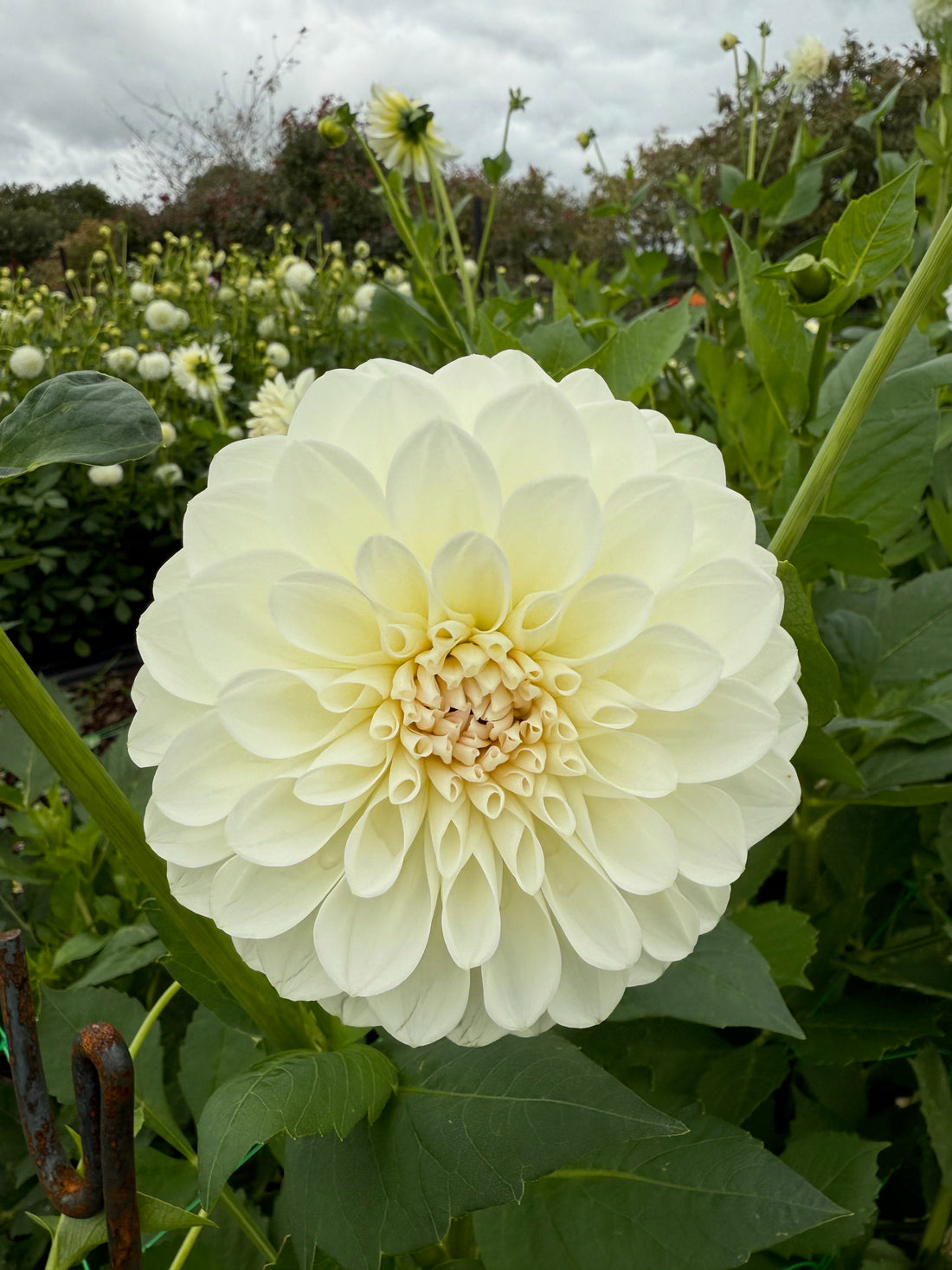 Dahlia 2L Boom Boom White