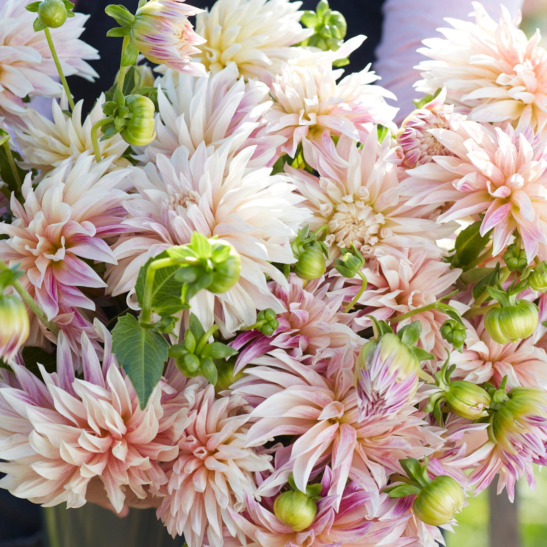 Dahlia 1L Cafe de Paris