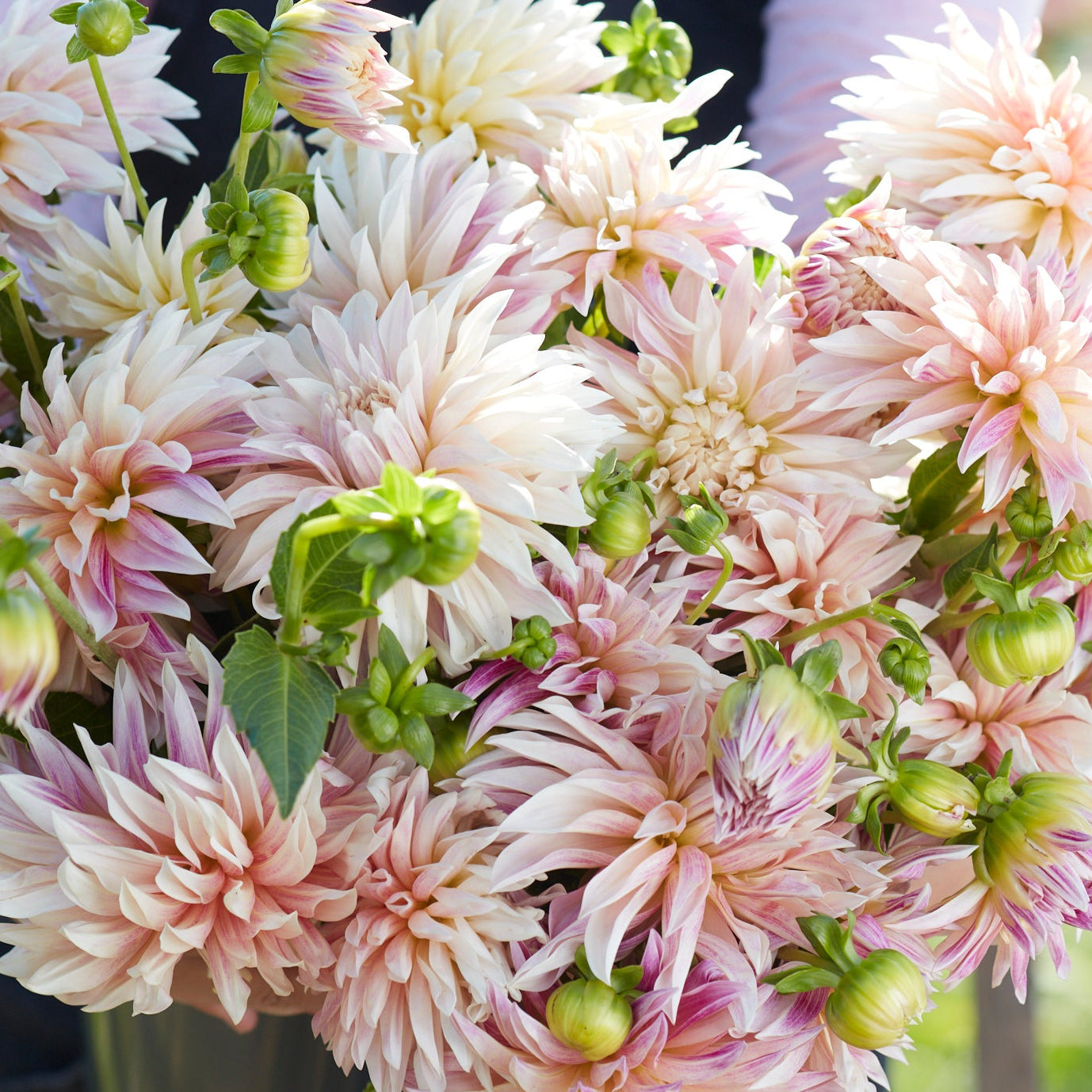 Dahlia 2L Cafe de Paris