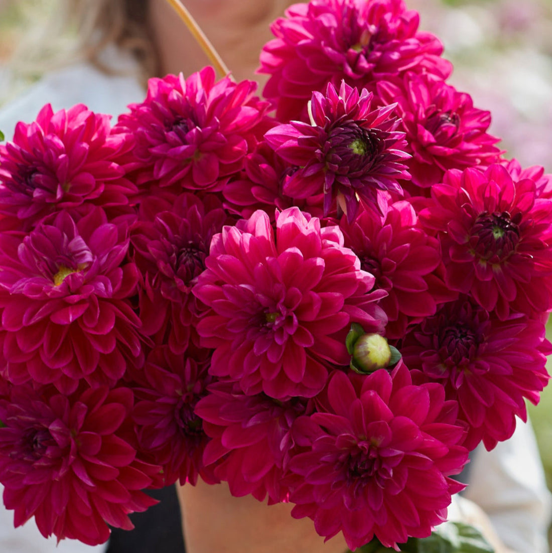 Dahlia 2L Candy Time