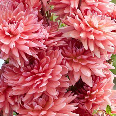 Dutch Pearl Seeds - Decorative Dahlia