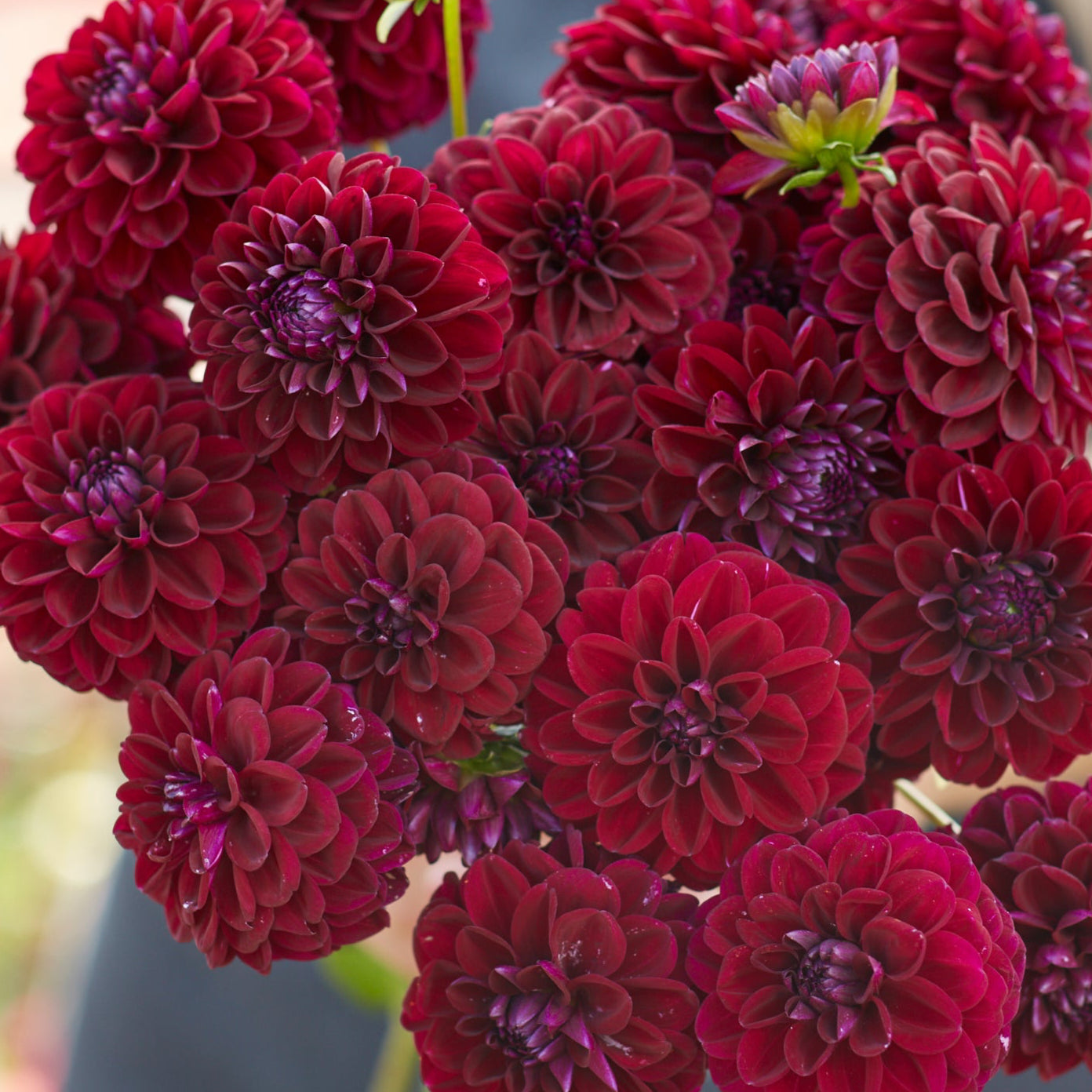Dahlia 2L Gipsy Night