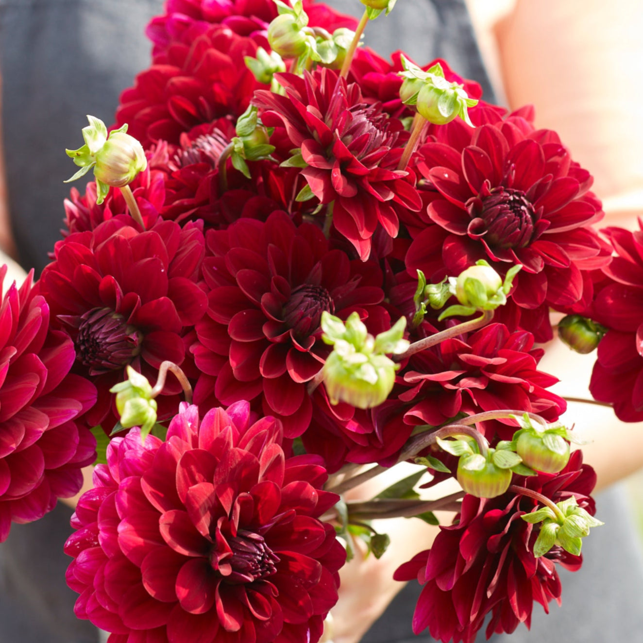 Dahlia 2L Karma Naomi