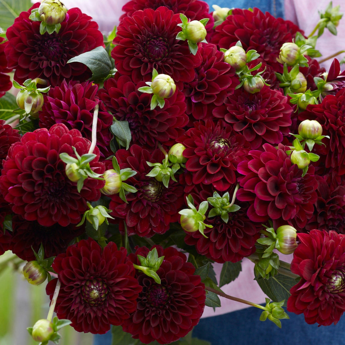 Dahlia 2L Maroon Fox