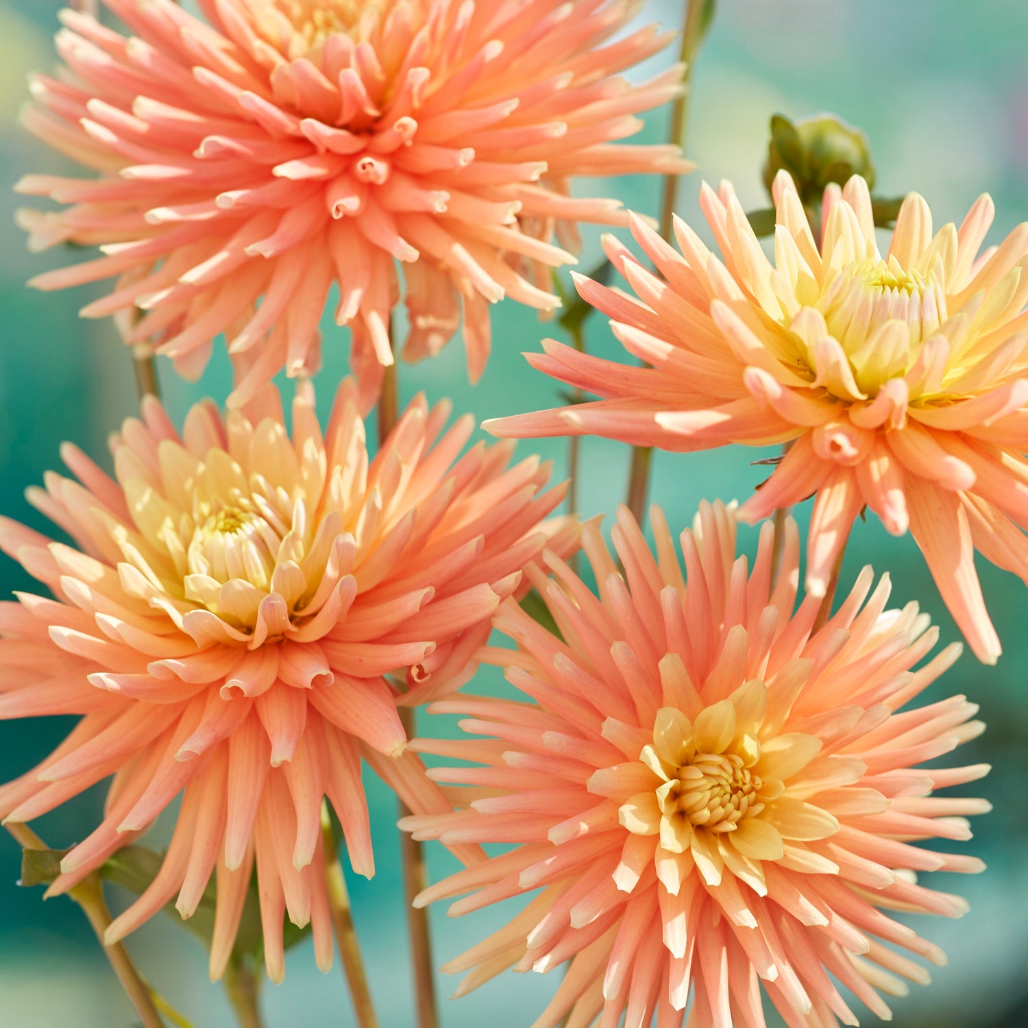 Dahlia 2L PG Wodehouse