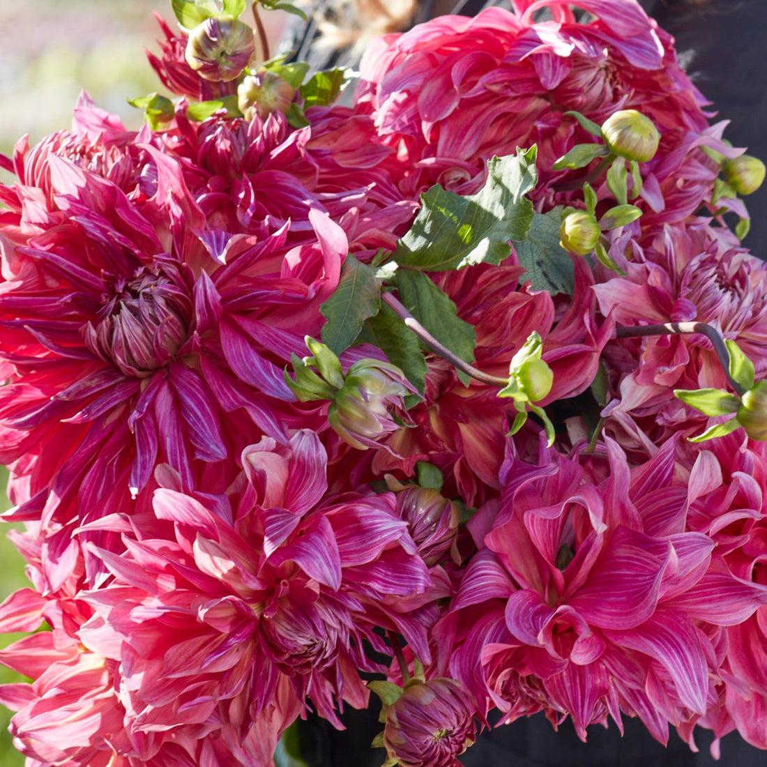 Dahlia 2L Penhill Dark Monarch