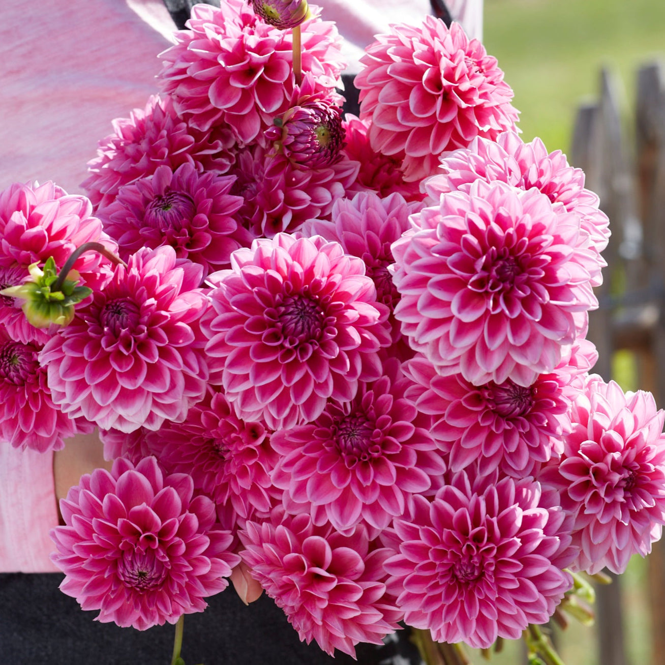 Dahlia 2L Pink Sylvia (Sandra)