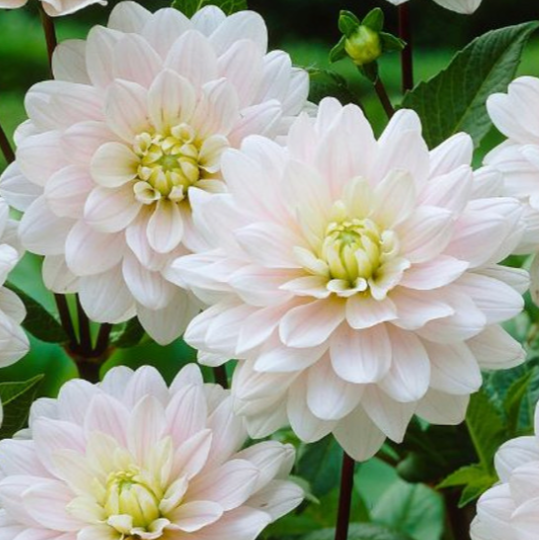 Silver Years Seeds - Decorative Dahlia