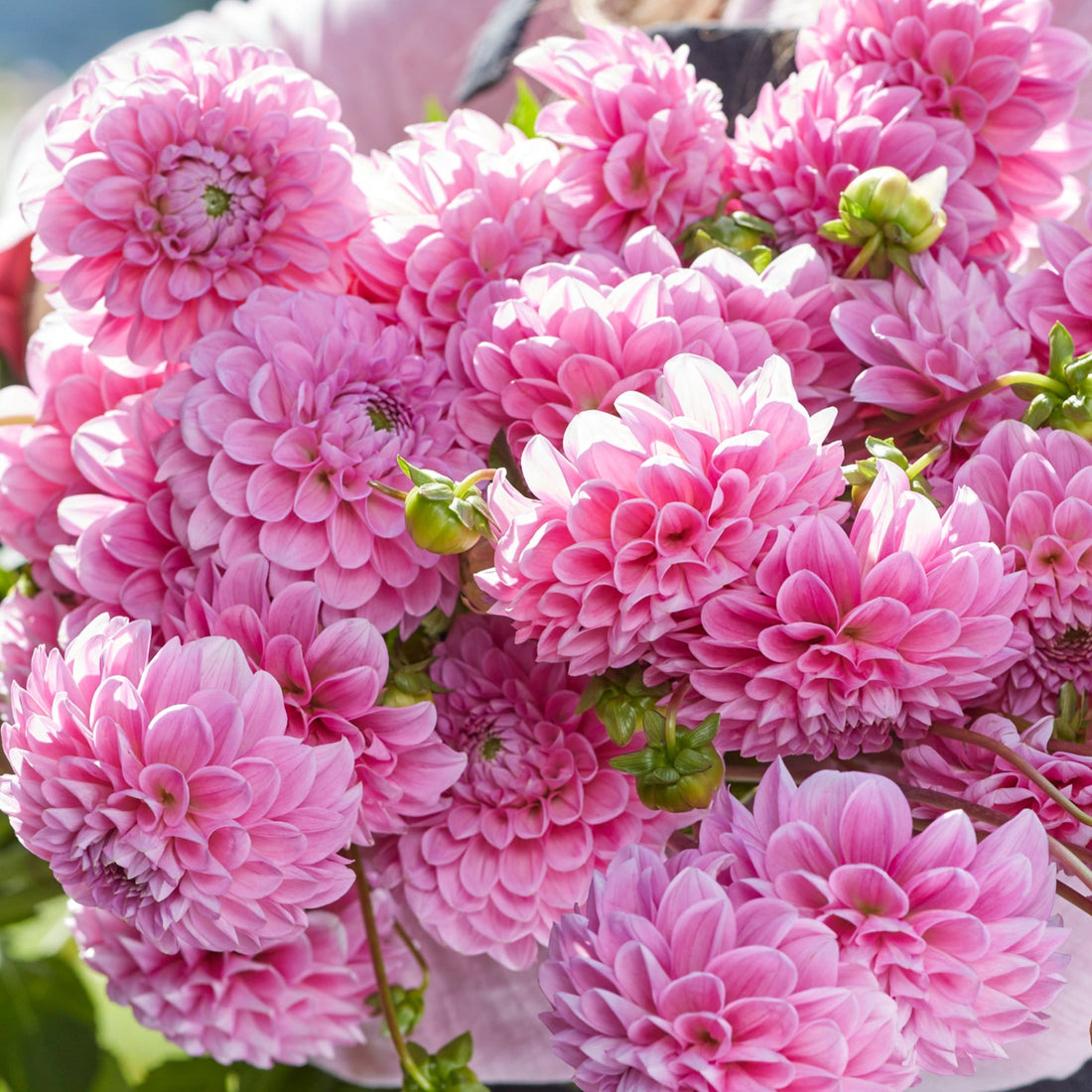 Dahlia 2L Sweet Fabienne