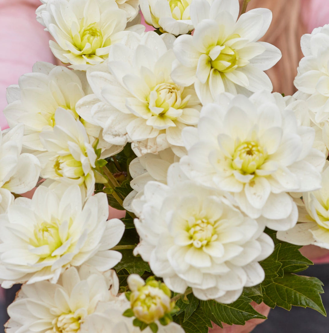 Dahlia 2L White Onesta