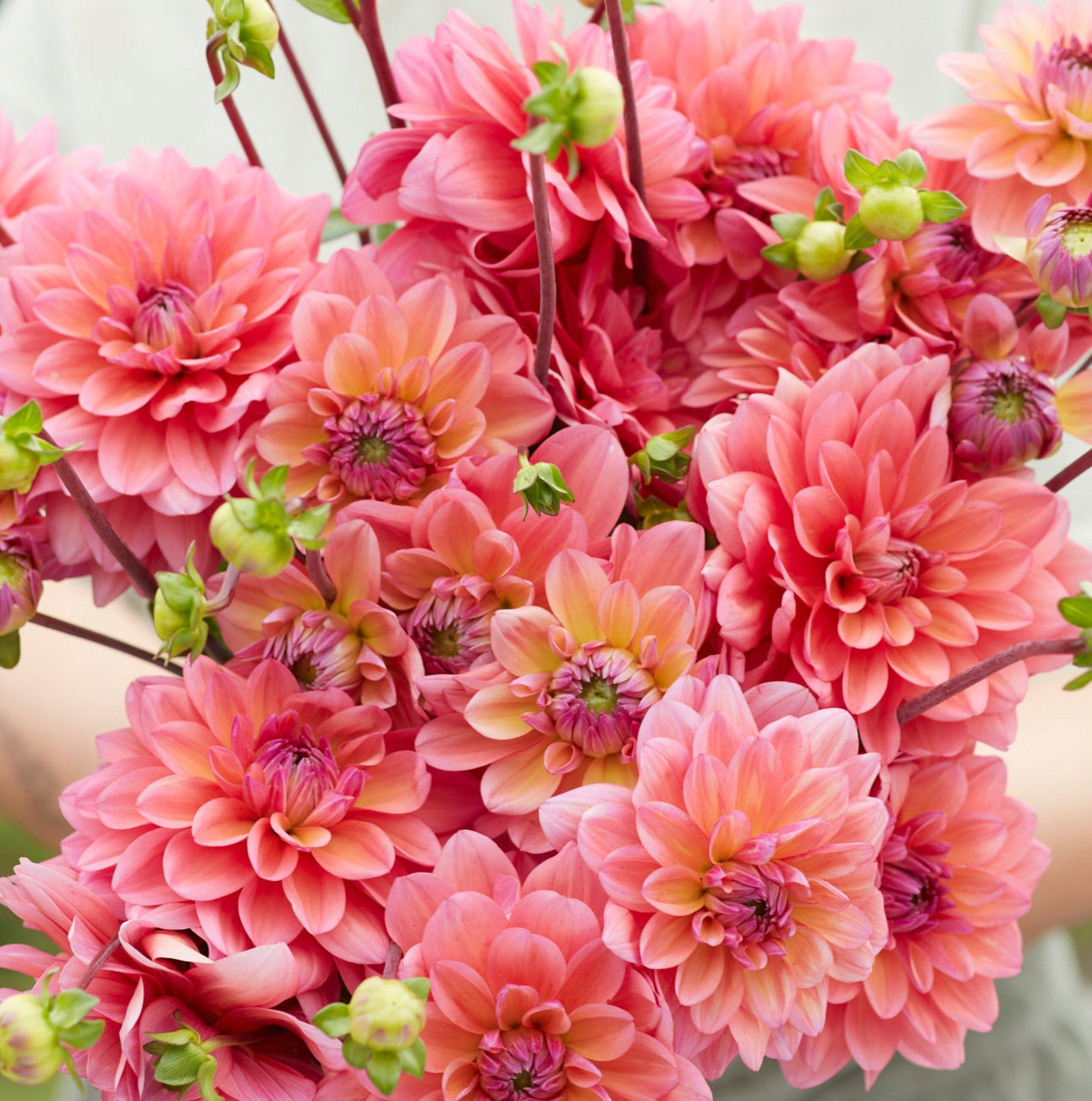 Dahlia 2L Great Silence