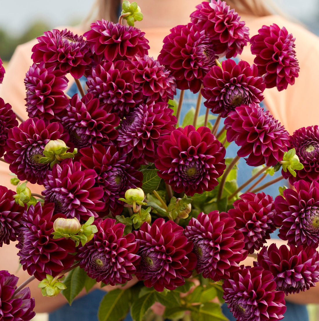 Dahlia 2L Ivanetti