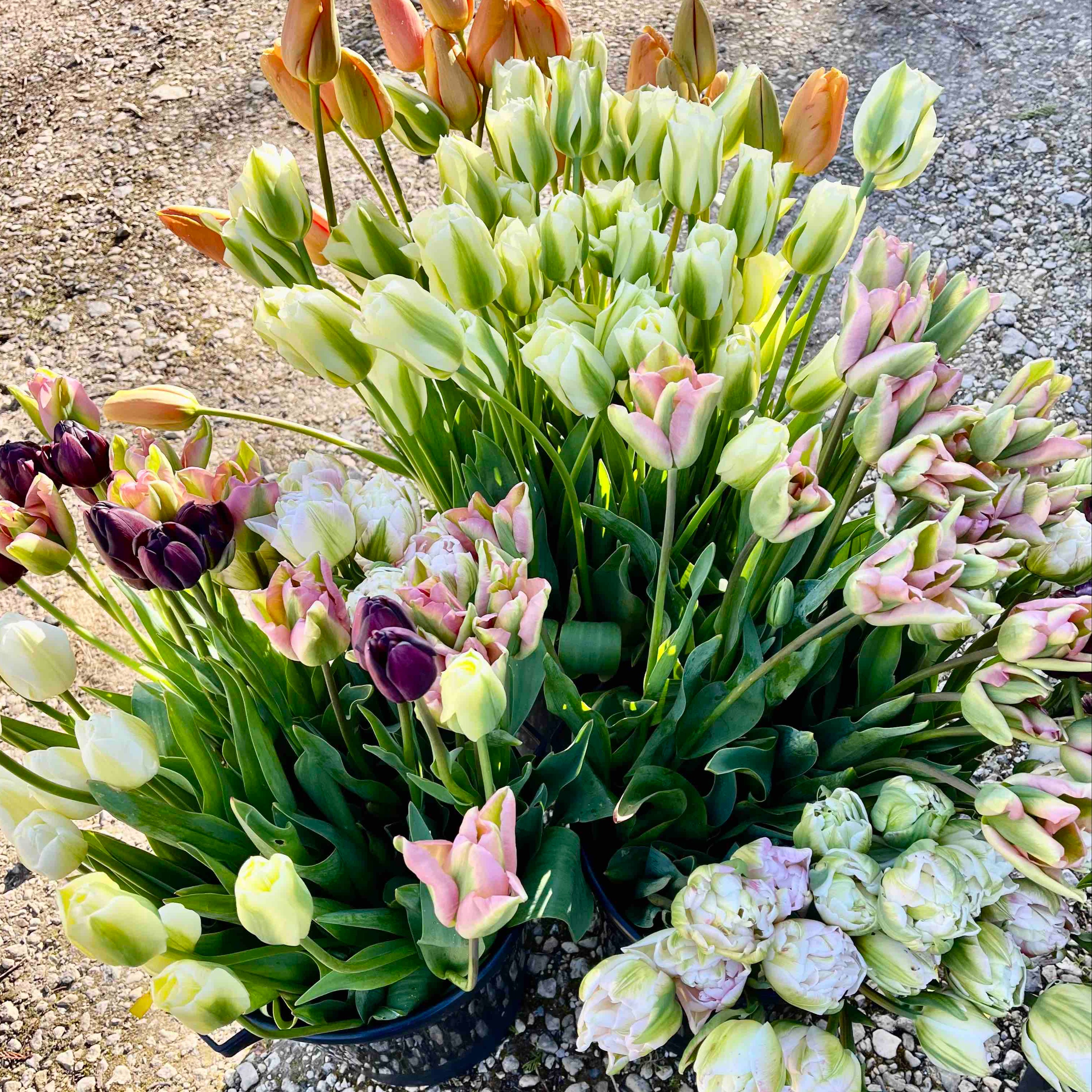 Wholesale Field Grown British Tulips